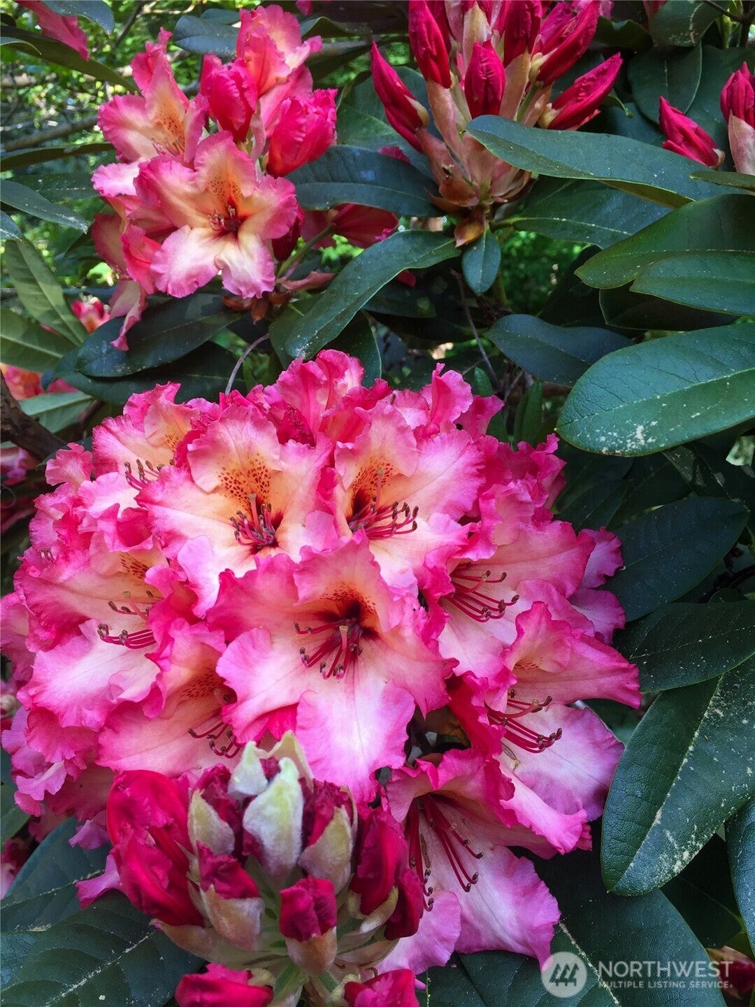 Issaquah, Washington, 98027, United States, 4 Bedrooms Bedrooms, ,3 BathroomsBathrooms,Residential,Active,1952447