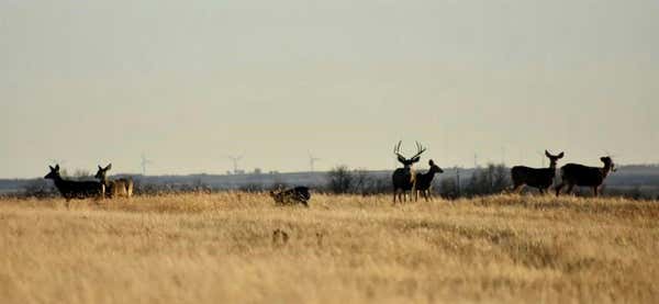 17256 E 800 RD, DURHAM, OK 73642 - Image 1