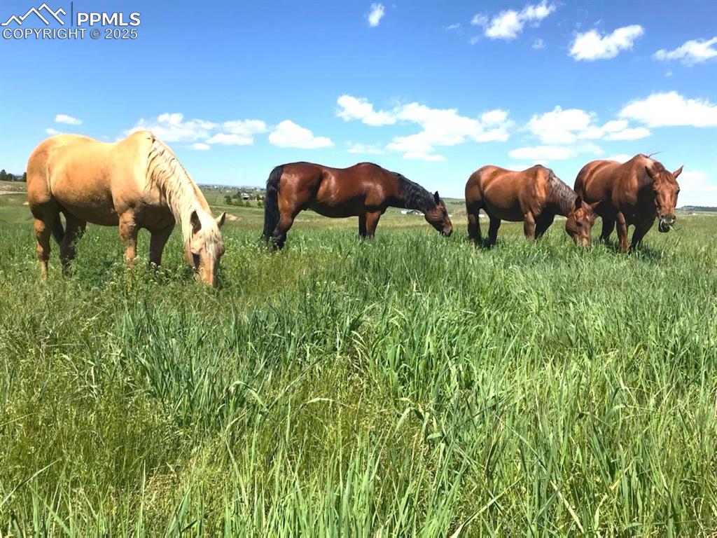 Peyton, Colorado, 80831, United States, 3 Bedrooms Bedrooms, ,3 BathroomsBathrooms,Residential,Active,1992209