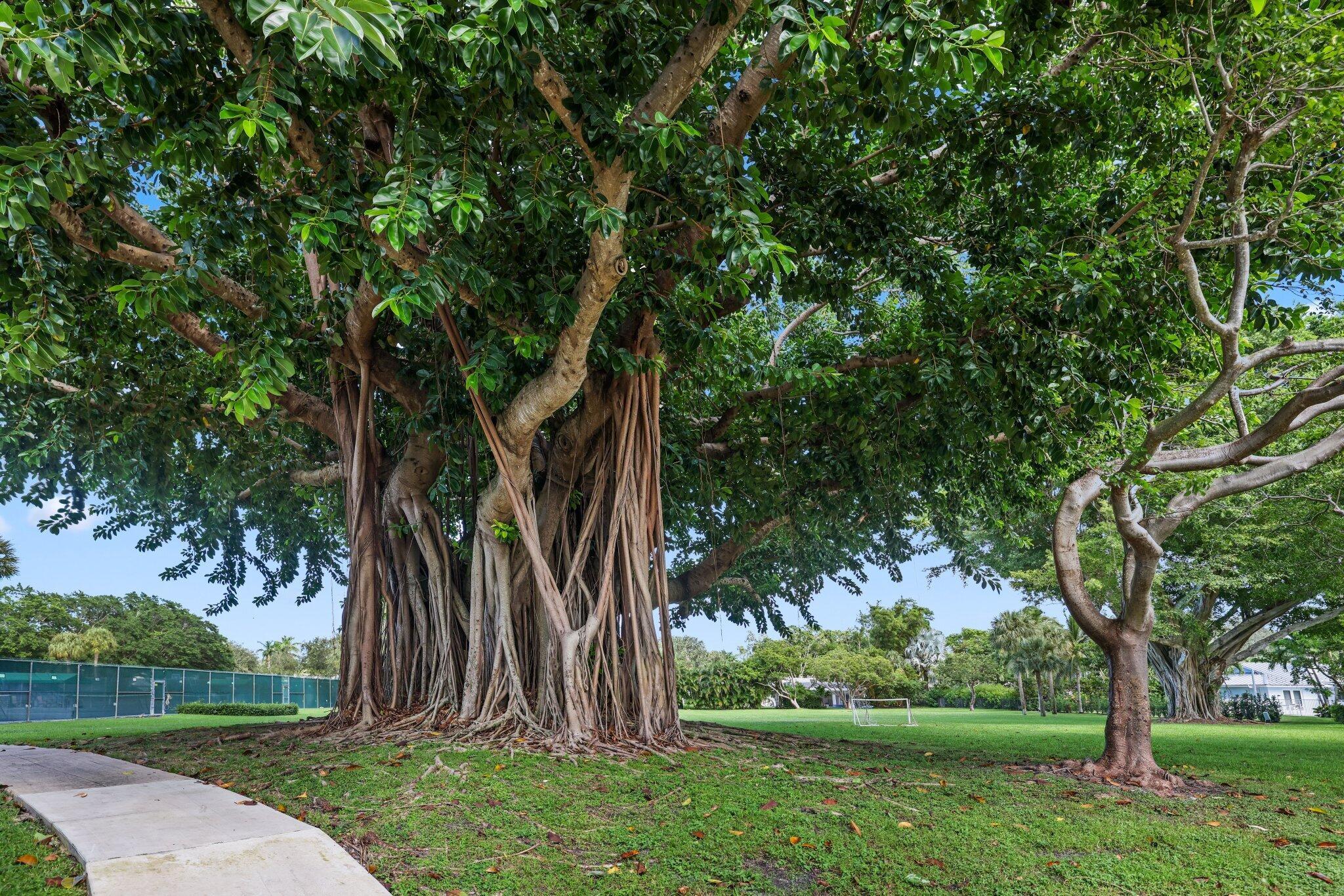 Boca Raton, Florida, 33431, United States, 4 Bedrooms Bedrooms, ,4 BathroomsBathrooms,Residential,Active,1952044