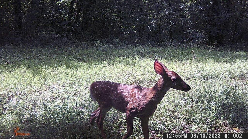 Calhoun, Tennessee, 37309, United States, 4 Bedrooms Bedrooms, ,3 BathroomsBathrooms,Residential,Active,1742062