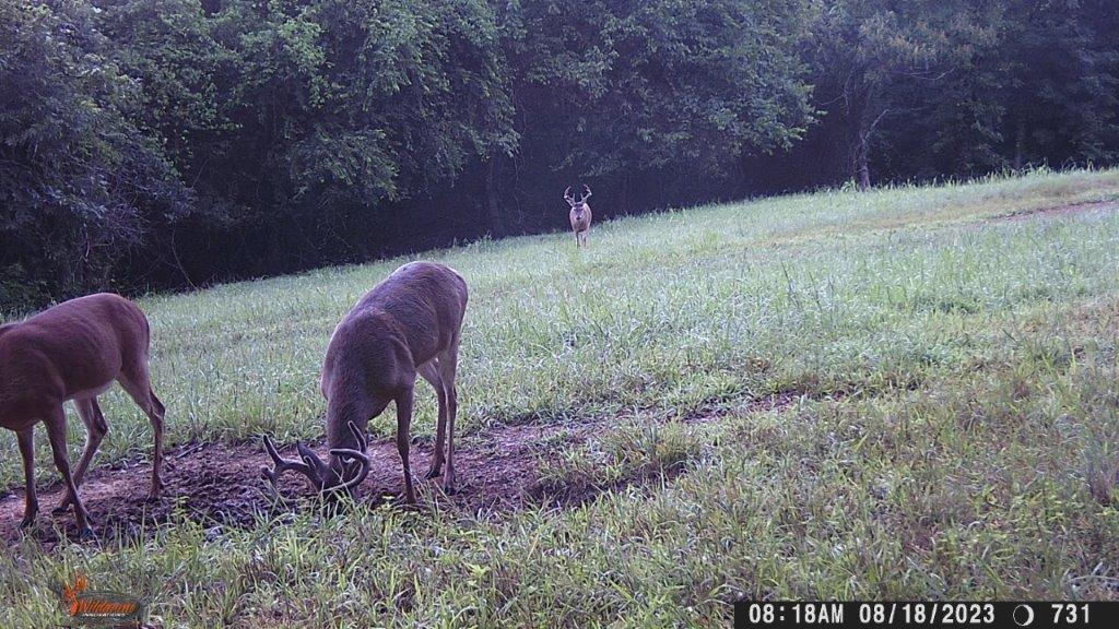 Calhoun, Tennessee, 37309, United States, 4 Bedrooms Bedrooms, ,3 BathroomsBathrooms,Residential,Active,1742062