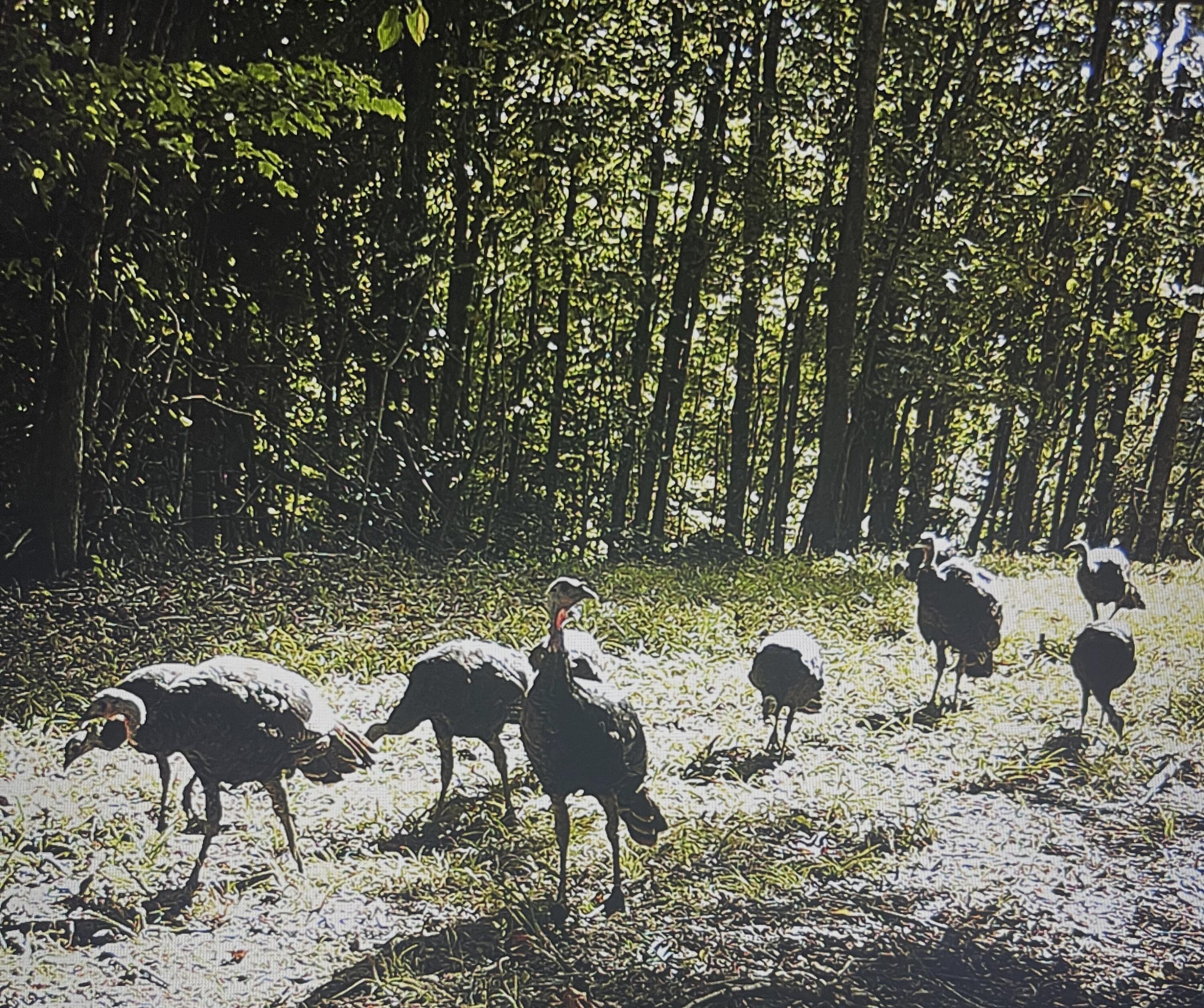 Calhoun, Tennessee, 37309, United States, 4 Bedrooms Bedrooms, ,3 BathroomsBathrooms,Residential,Active,1742062