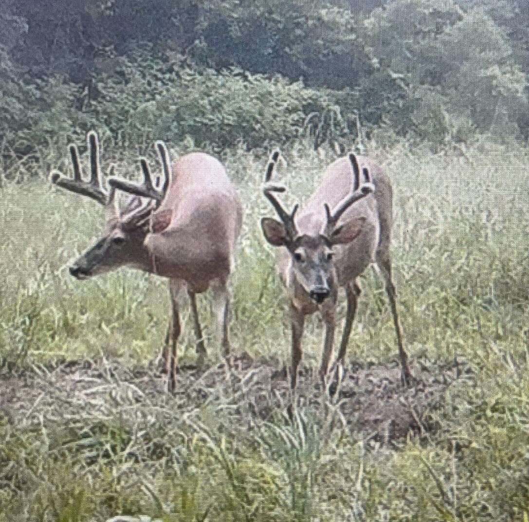 Calhoun, Tennessee, 37309, United States, 4 Bedrooms Bedrooms, ,3 BathroomsBathrooms,Residential,Active,1742062