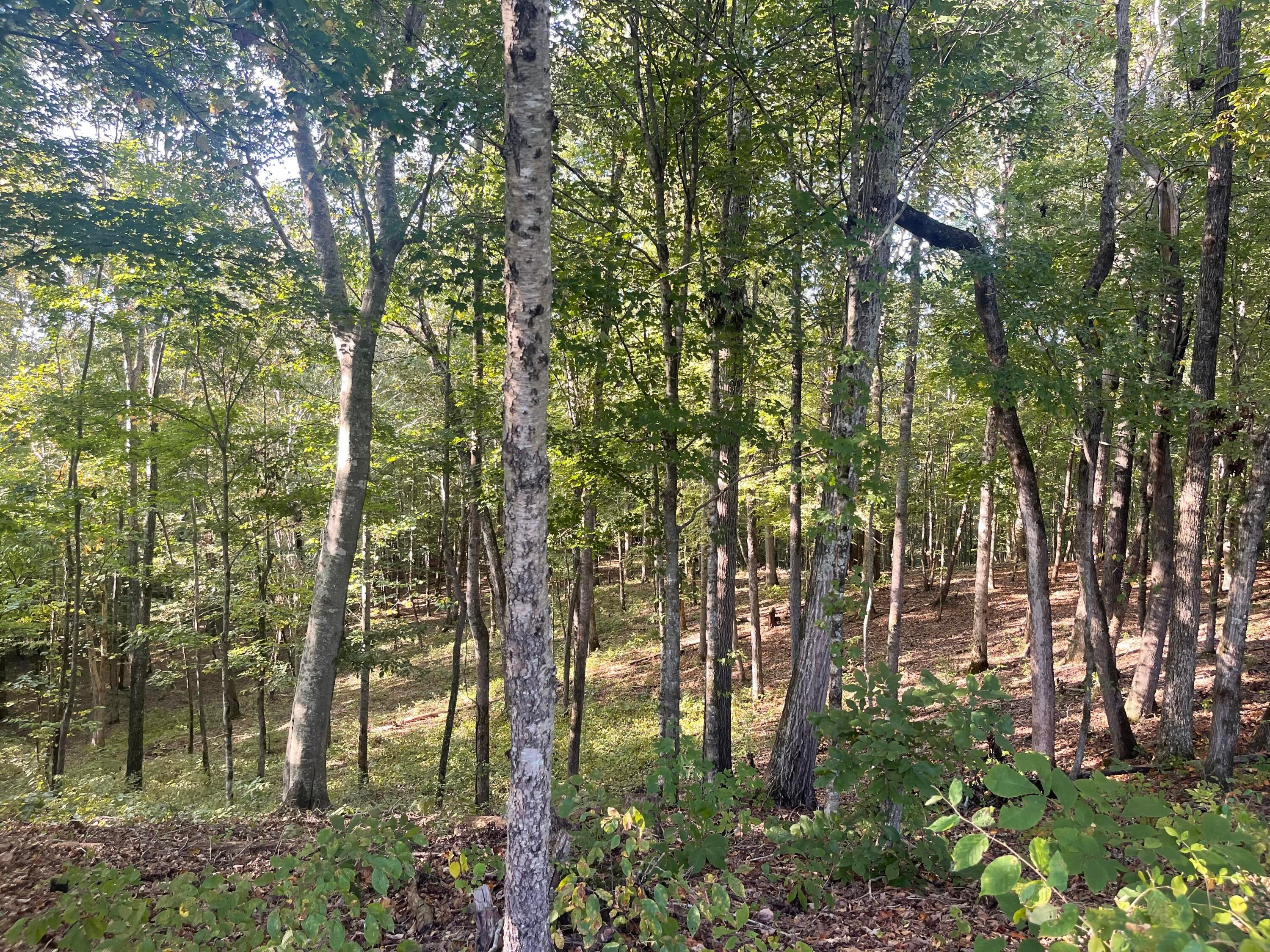 Calhoun, Tennessee, 37309, United States, 4 Bedrooms Bedrooms, ,3 BathroomsBathrooms,Residential,Active,1742062