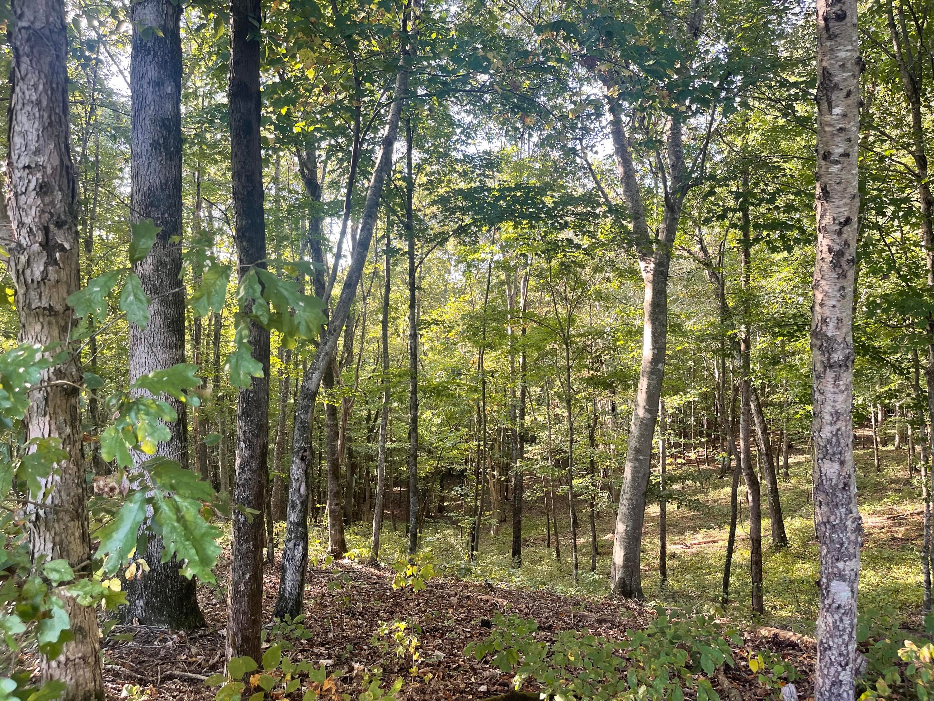 Calhoun, Tennessee, 37309, United States, 4 Bedrooms Bedrooms, ,3 BathroomsBathrooms,Residential,Active,1742062