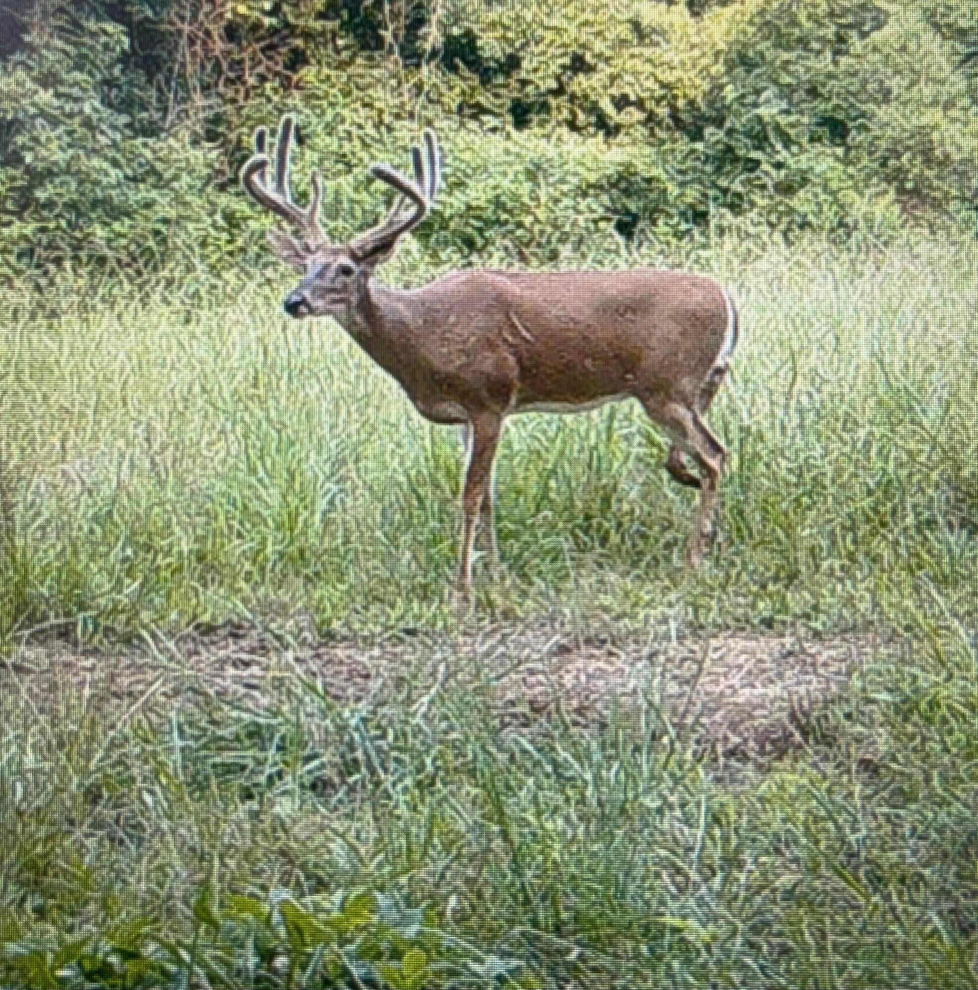Calhoun, Tennessee, 37309, United States, 4 Bedrooms Bedrooms, ,3 BathroomsBathrooms,Residential,Active,1742062