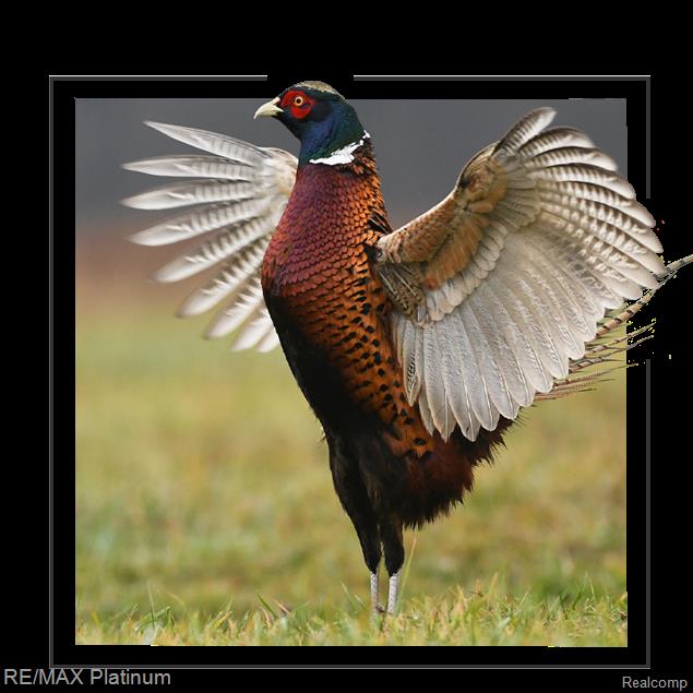 Howell, Michigan, 48843, United States, 5 Bedrooms Bedrooms, ,6 BathroomsBathrooms,Residential,Active,1714075