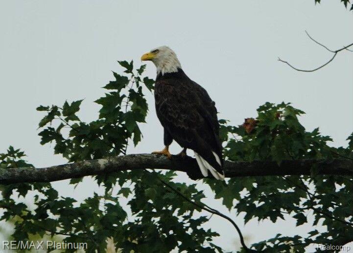 Howell, Michigan, 48843, United States, 5 Bedrooms Bedrooms, ,6 BathroomsBathrooms,Residential,Active,1714075