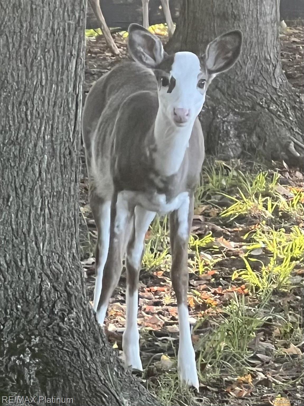 Howell, Michigan, 48843, United States, 5 Bedrooms Bedrooms, ,6 BathroomsBathrooms,Residential,Active,1714075