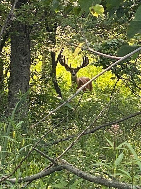 Howell, Michigan, 48843, United States, 5 Bedrooms Bedrooms, ,6 BathroomsBathrooms,Residential,Active,1714075