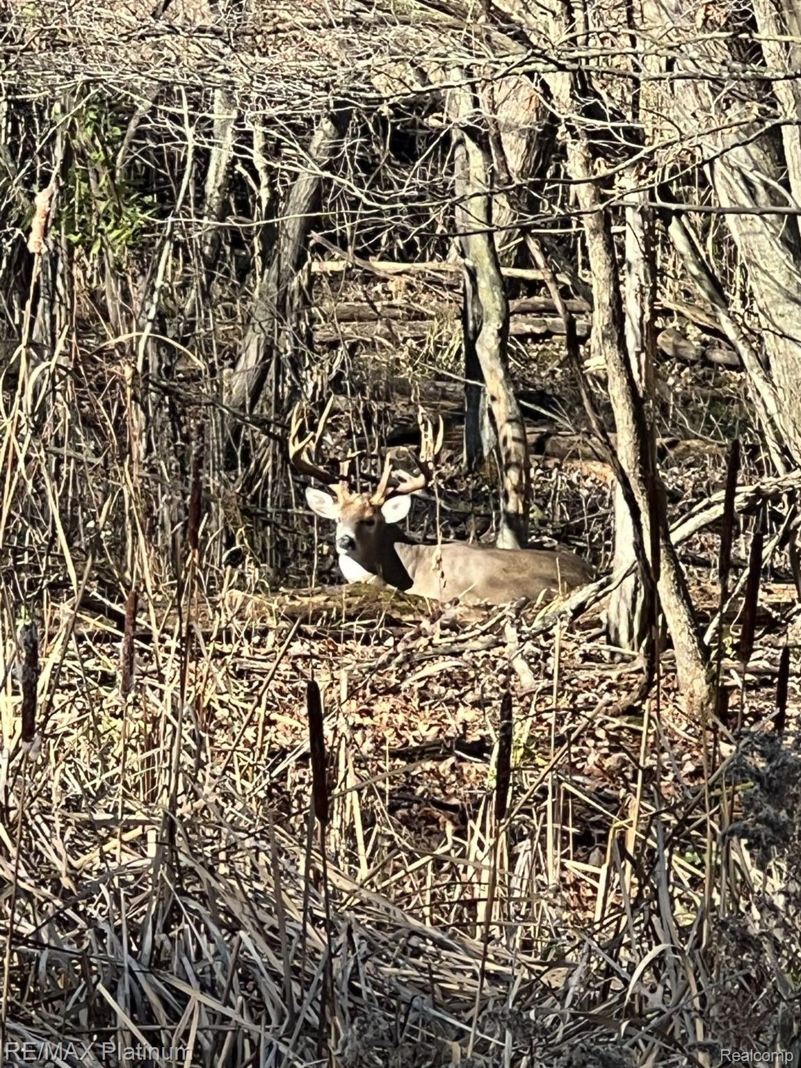 Howell, Michigan, 48843, United States, 5 Bedrooms Bedrooms, ,6 BathroomsBathrooms,Residential,Active,1714075