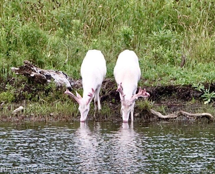 Howell, Michigan, 48843, United States, 5 Bedrooms Bedrooms, ,6 BathroomsBathrooms,Residential,Active,1714075