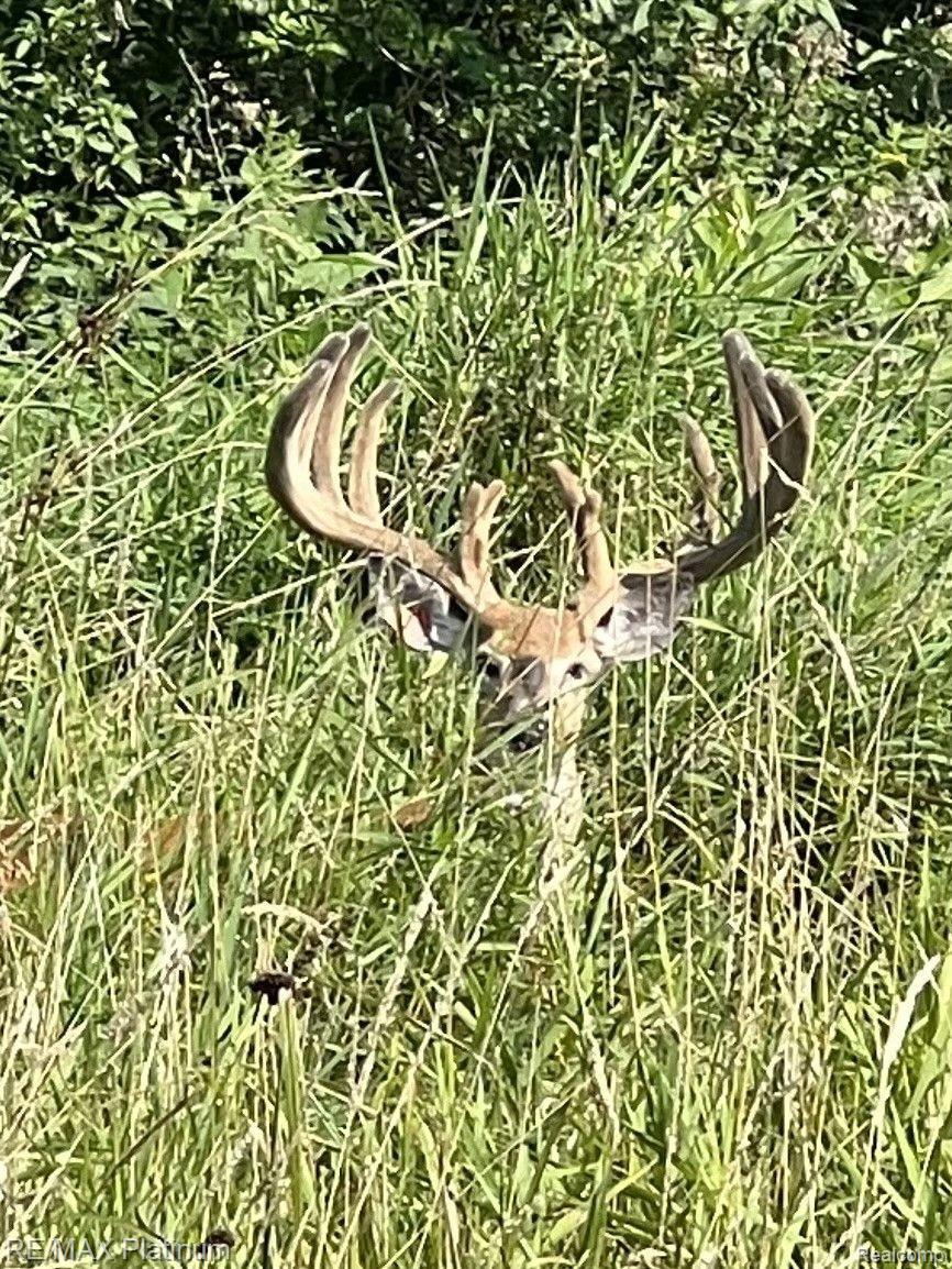 Howell, Michigan, 48843, United States, 5 Bedrooms Bedrooms, ,6 BathroomsBathrooms,Residential,Active,1714075