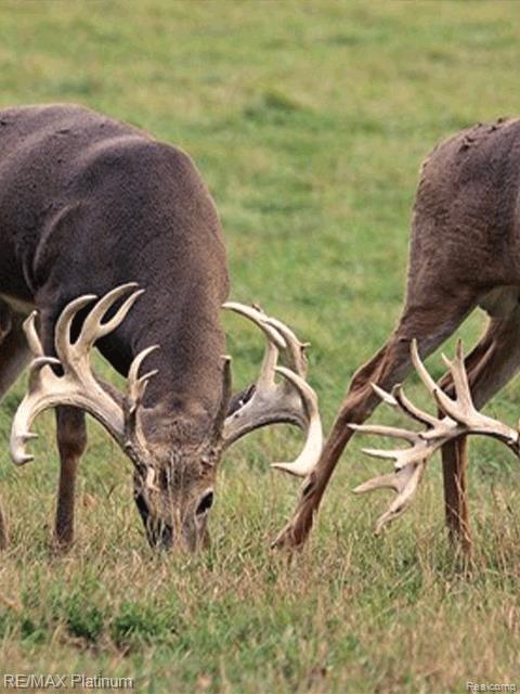 Howell, Michigan, 48843, United States, 5 Bedrooms Bedrooms, ,6 BathroomsBathrooms,Residential,Active,1714075