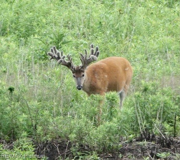 Howell, Michigan, 48843, United States, 5 Bedrooms Bedrooms, ,6 BathroomsBathrooms,Residential,Active,1714075