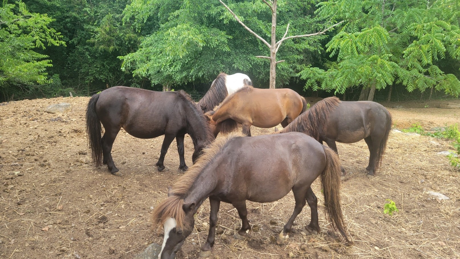 Dowelltown, Tennessee, 37059, United States, 4 Bedrooms Bedrooms, ,2 BathroomsBathrooms,Residential,Active,1745626