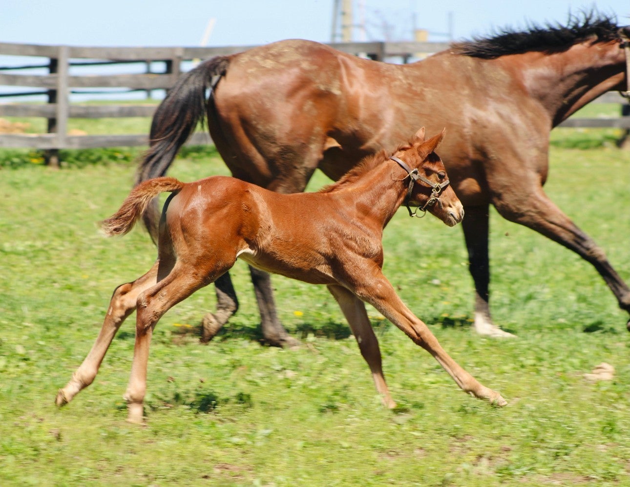 Portland, Tennessee, 37148, United States, 4 Bedrooms Bedrooms, ,4 BathroomsBathrooms,Residential,Active,1929805