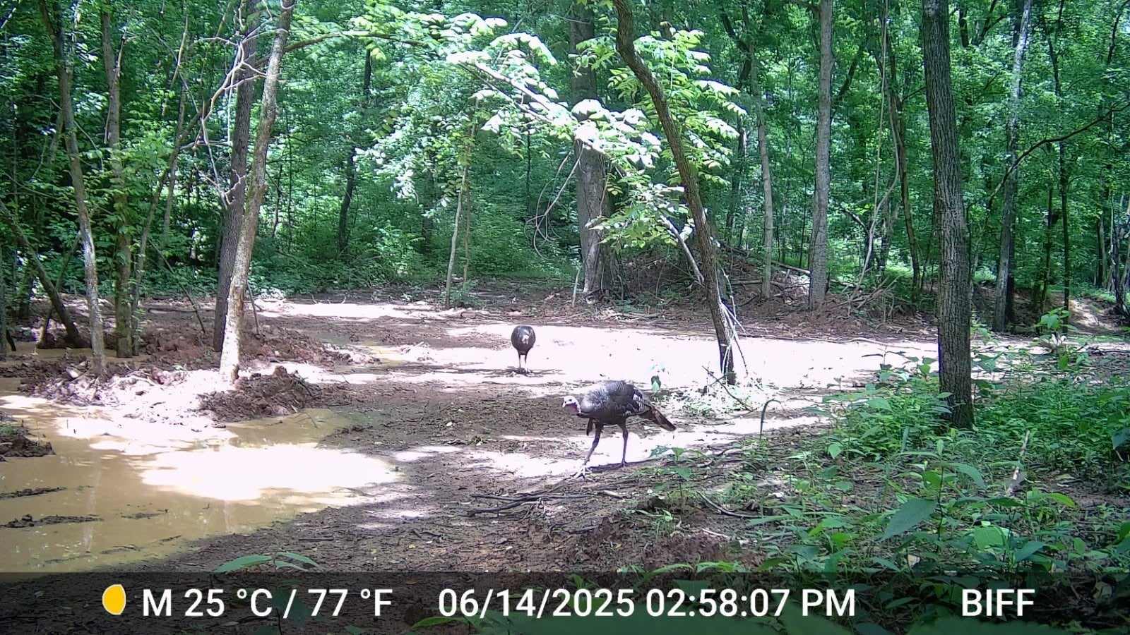 Culleoka, Tennessee, 38451, United States, 3 Bedrooms Bedrooms, ,5 BathroomsBathrooms,Residential,Active,2007337