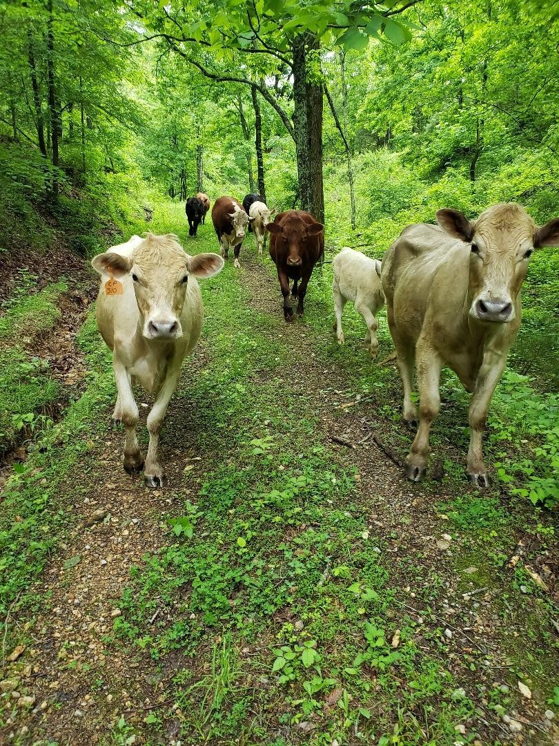 Dowelltown, Tennessee, 37059, United States, 4 Bedrooms Bedrooms, ,2 BathroomsBathrooms,Residential,Active,1745626