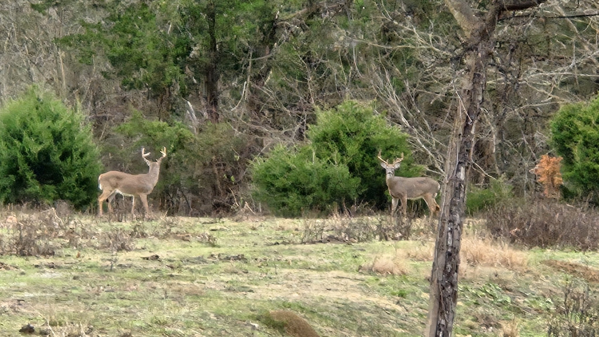 Dowelltown, Tennessee, 37059, United States, 4 Bedrooms Bedrooms, ,2 BathroomsBathrooms,Residential,Active,1745626