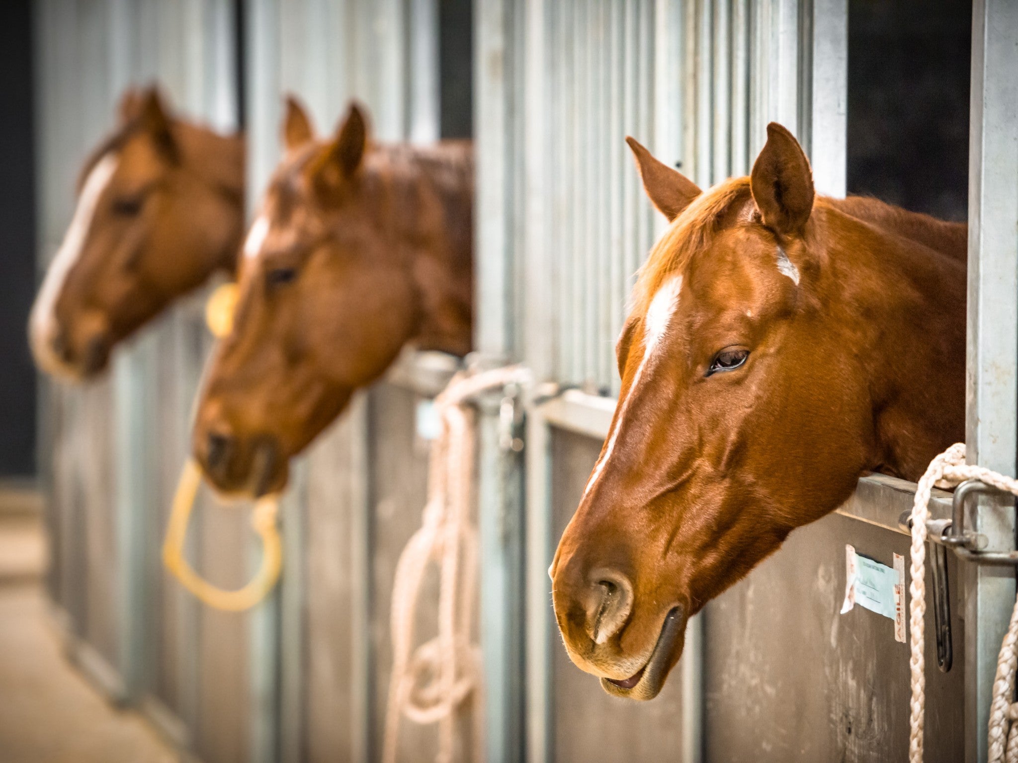 Lebanon, Tennessee, 37090, United States, 3 Bedrooms Bedrooms, ,4 BathroomsBathrooms,Residential,Active,1954332