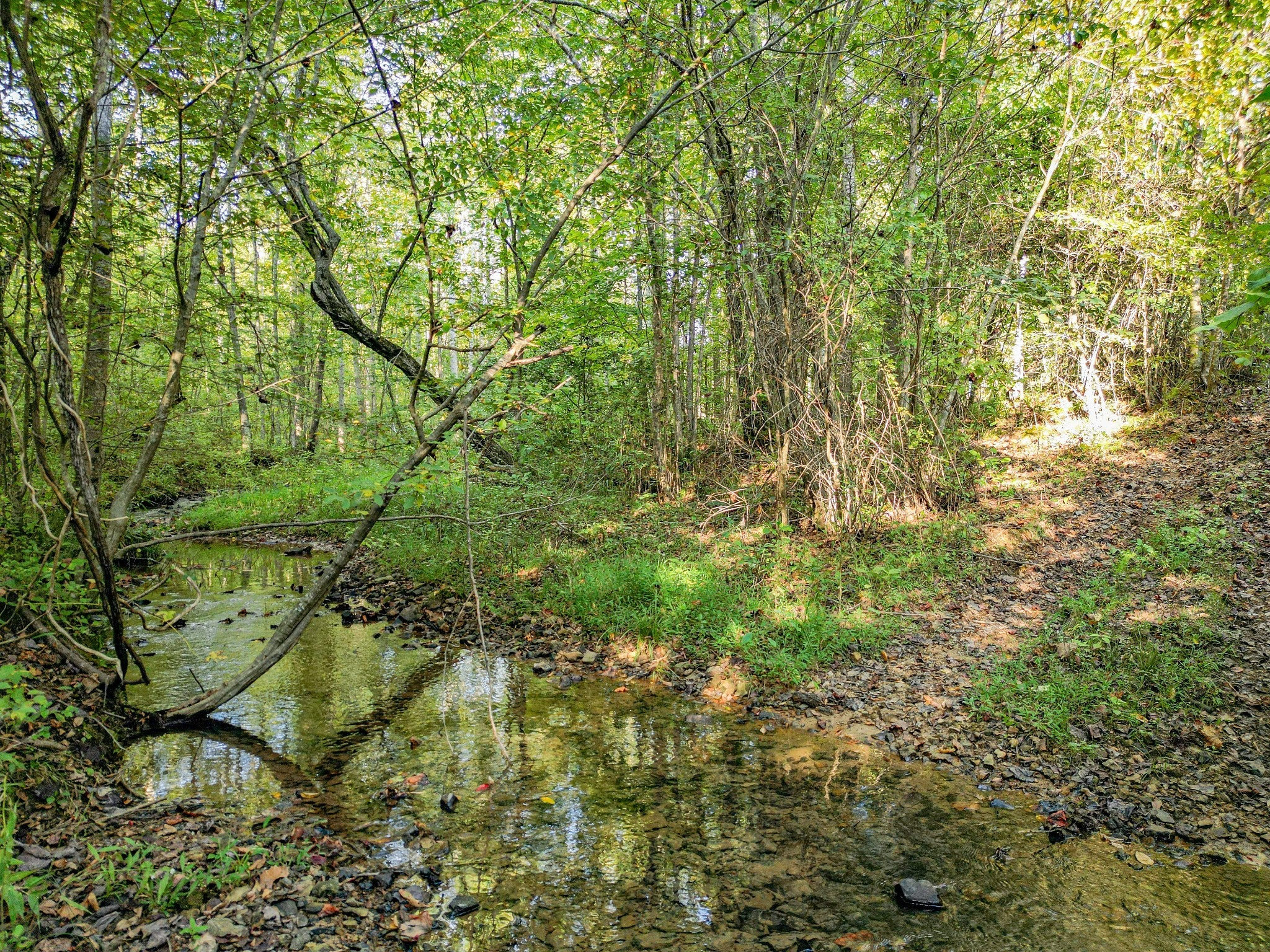 Hohenwald, Tennessee, 38462, United States, 6 Bedrooms Bedrooms, ,3 BathroomsBathrooms,Residential,Active,1964507