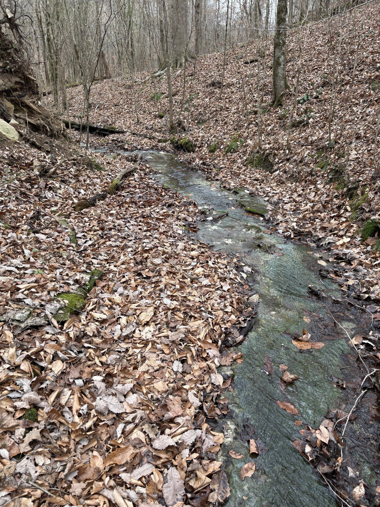 Centerville, Tennessee, 37033, United States, 3 Bedrooms Bedrooms, ,3 BathroomsBathrooms,Residential,Active,2007309