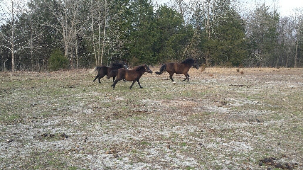 Dowelltown, Tennessee, 37059, United States, 4 Bedrooms Bedrooms, ,2 BathroomsBathrooms,Residential,Active,1745626
