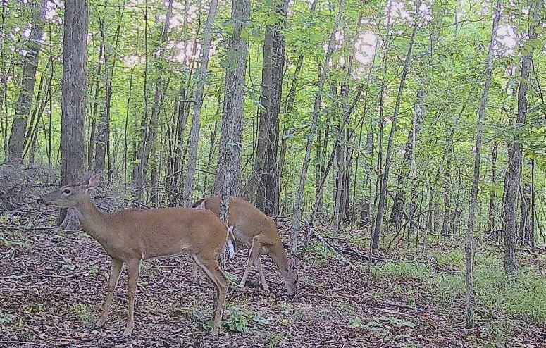 Hohenwald, Tennessee, 38462, United States, 6 Bedrooms Bedrooms, ,3 BathroomsBathrooms,Residential,Active,1964507