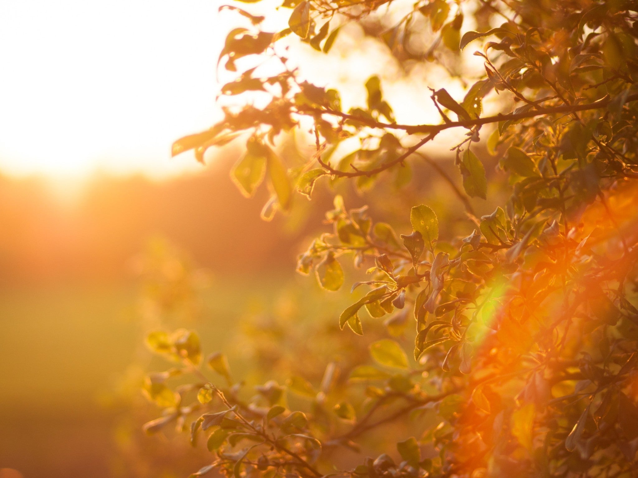 Lebanon, Tennessee, 37090, United States, ,3 BathroomsBathrooms,Residential,Active,1863498