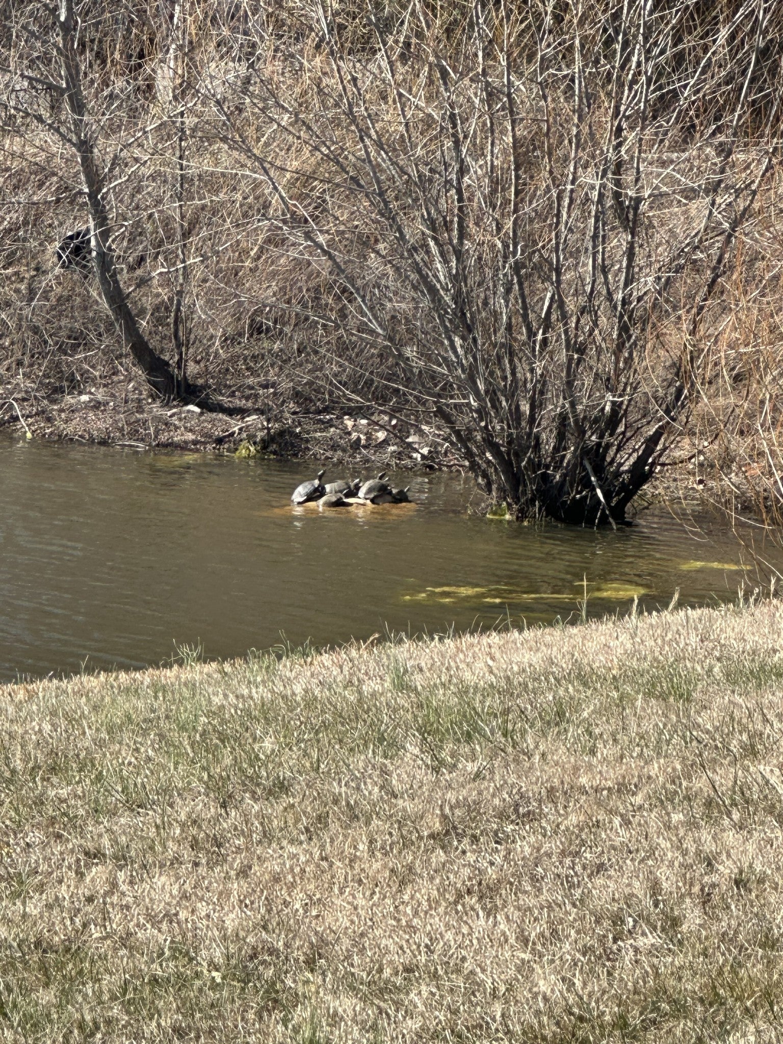 Portland, Tennessee, 37148, United States, 4 Bedrooms Bedrooms, ,4 BathroomsBathrooms,Residential,Active,1929805