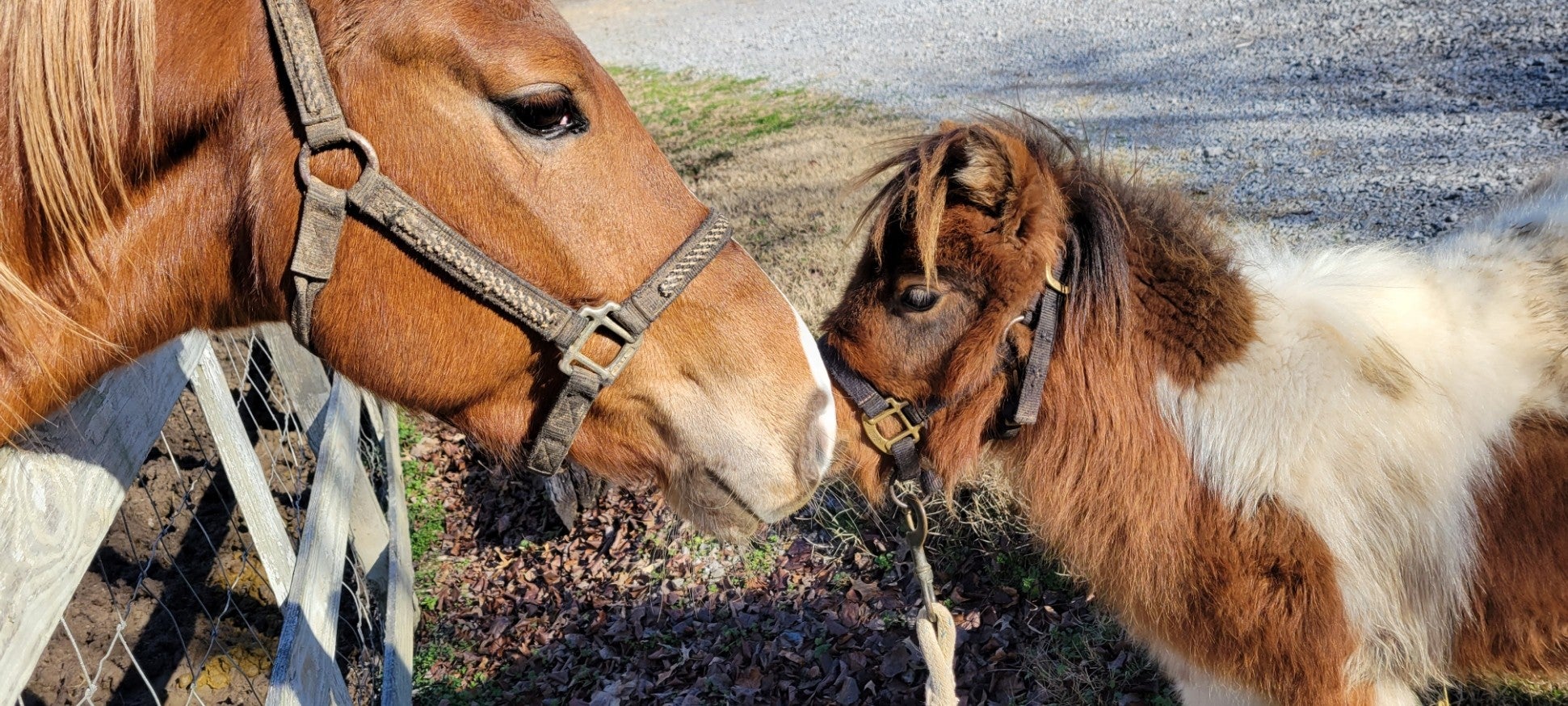 Dowelltown, Tennessee, 37059, United States, 4 Bedrooms Bedrooms, ,2 BathroomsBathrooms,Residential,Active,1745626