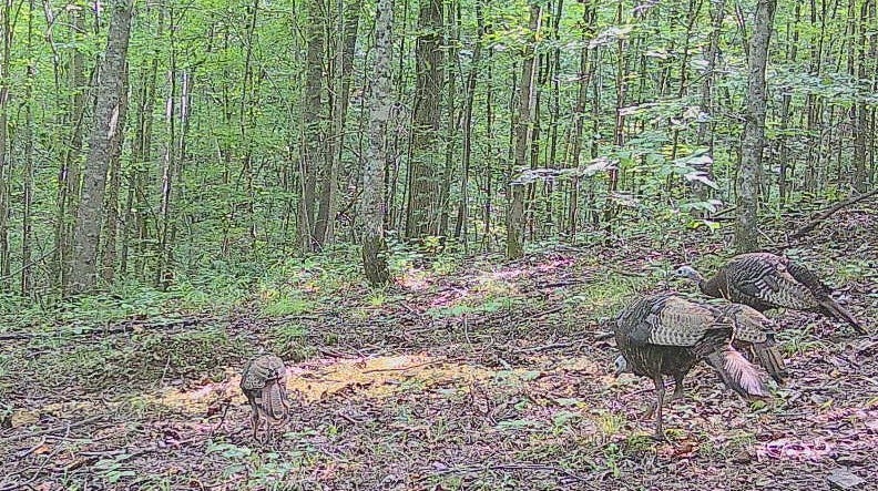 Hohenwald, Tennessee, 38462, United States, 6 Bedrooms Bedrooms, ,3 BathroomsBathrooms,Residential,Active,1964507