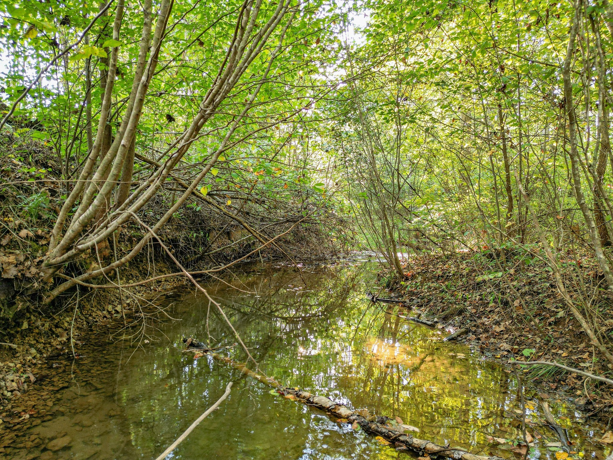 Hohenwald, Tennessee, 38462, United States, 6 Bedrooms Bedrooms, ,3 BathroomsBathrooms,Residential,Active,1964507