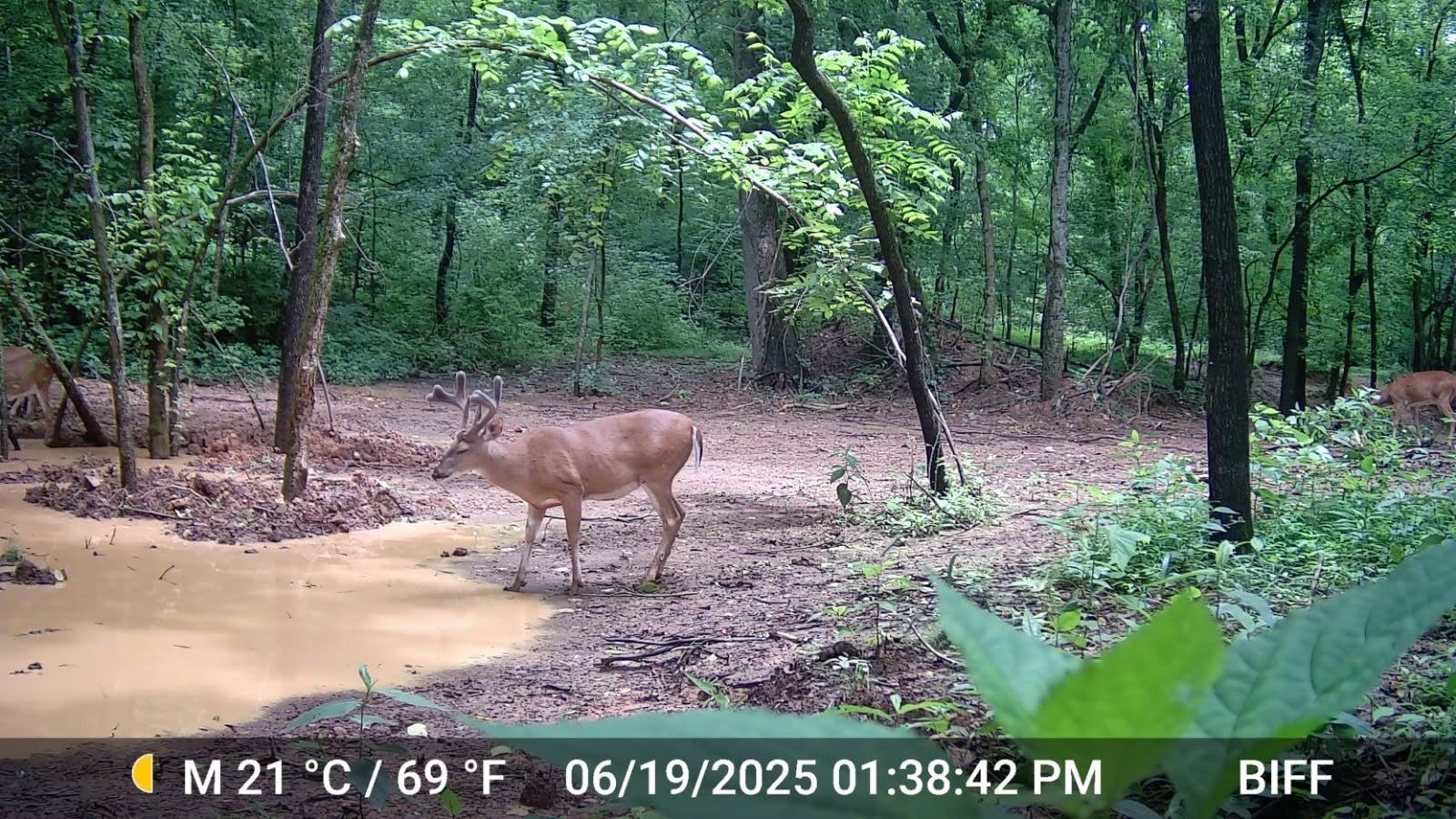 Culleoka, Tennessee, 38451, United States, 3 Bedrooms Bedrooms, ,5 BathroomsBathrooms,Residential,Active,2007337