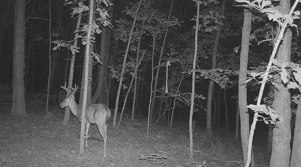 Hohenwald, Tennessee, 38462, United States, 6 Bedrooms Bedrooms, ,3 BathroomsBathrooms,Residential,Active,1964507