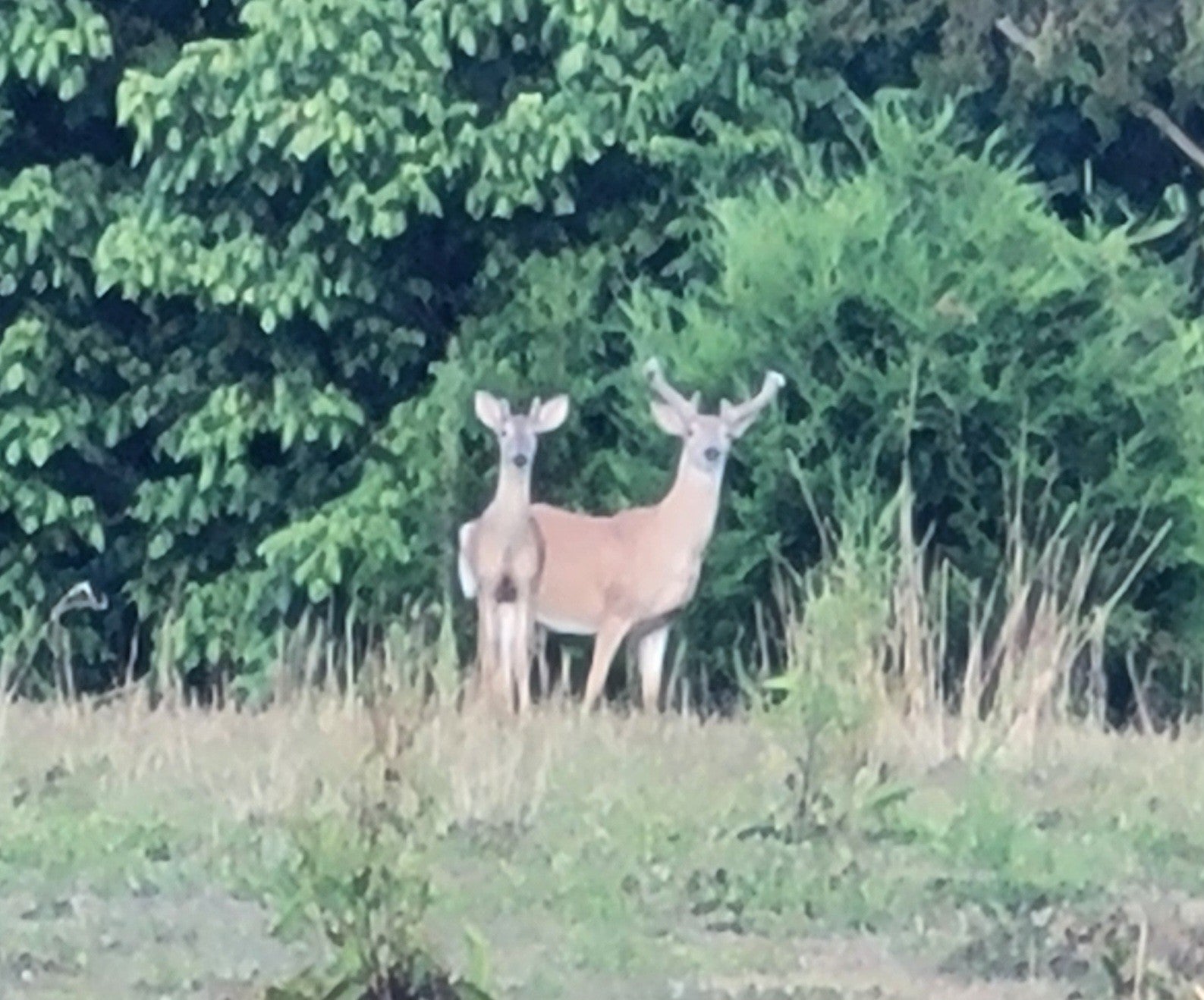 Dowelltown, Tennessee, 37059, United States, 4 Bedrooms Bedrooms, ,2 BathroomsBathrooms,Residential,Active,1745626