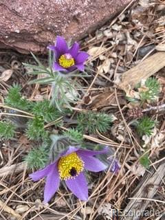 Boulder, Colorado, 80304, United States, 5 Bedrooms Bedrooms, ,4 BathroomsBathrooms,Residential,Active,1998570