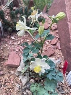 Boulder, Colorado, 80304, United States, 5 Bedrooms Bedrooms, ,4 BathroomsBathrooms,Residential,Active,1998570