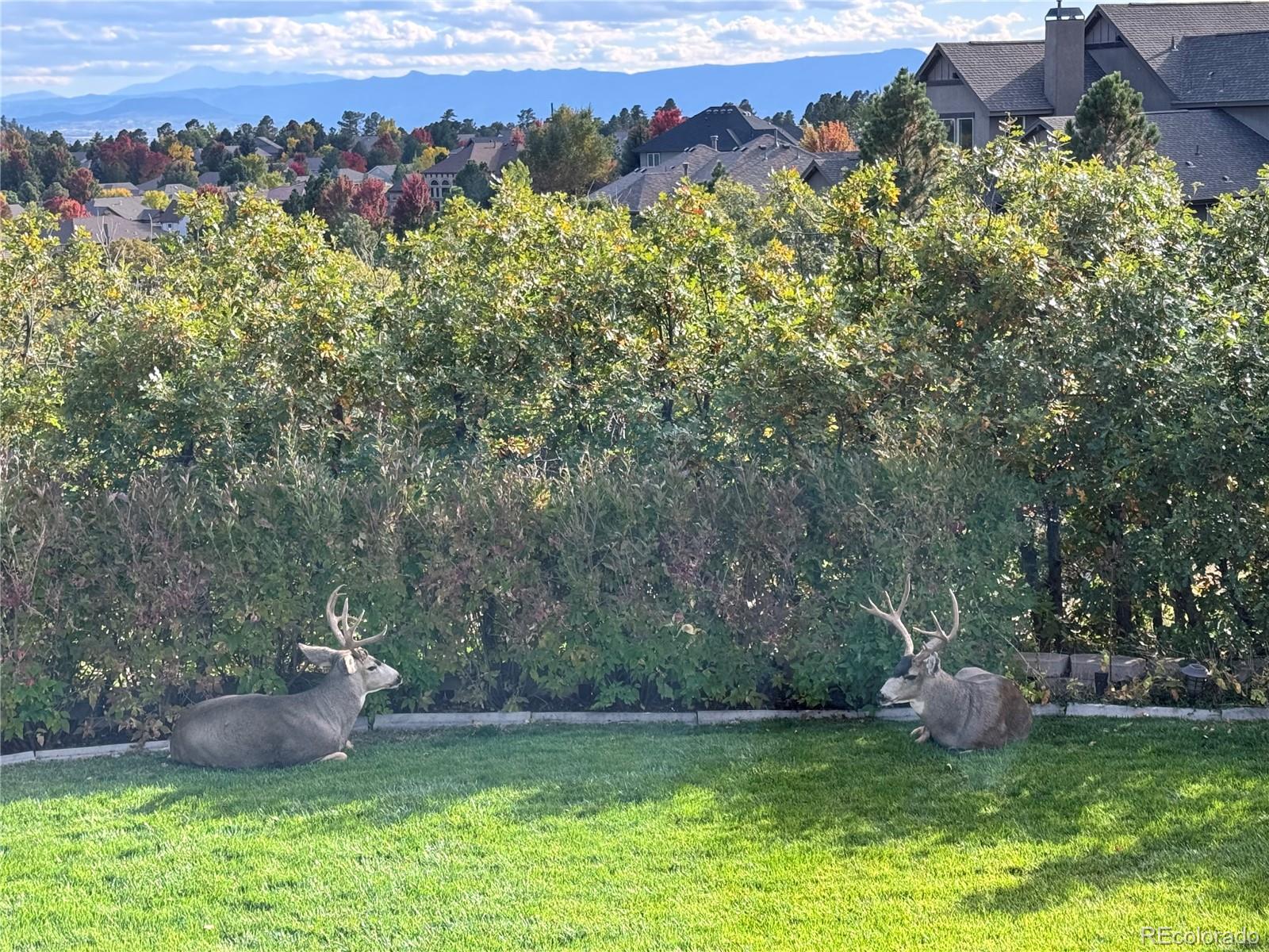 Castle Pines, Colorado, 80108, United States, 5 Bedrooms Bedrooms, ,5 BathroomsBathrooms,Residential,Active,2009383