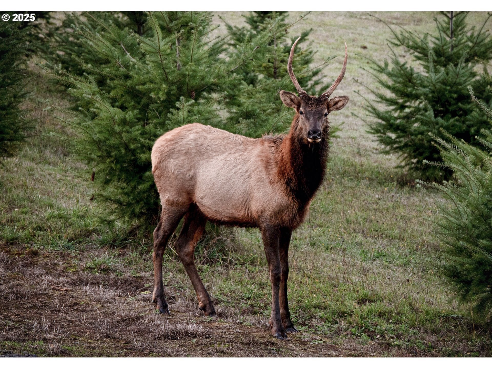 St. Helens, Oregon, 97051, United States, ,4 BathroomsBathrooms,Residential,Active,1888504