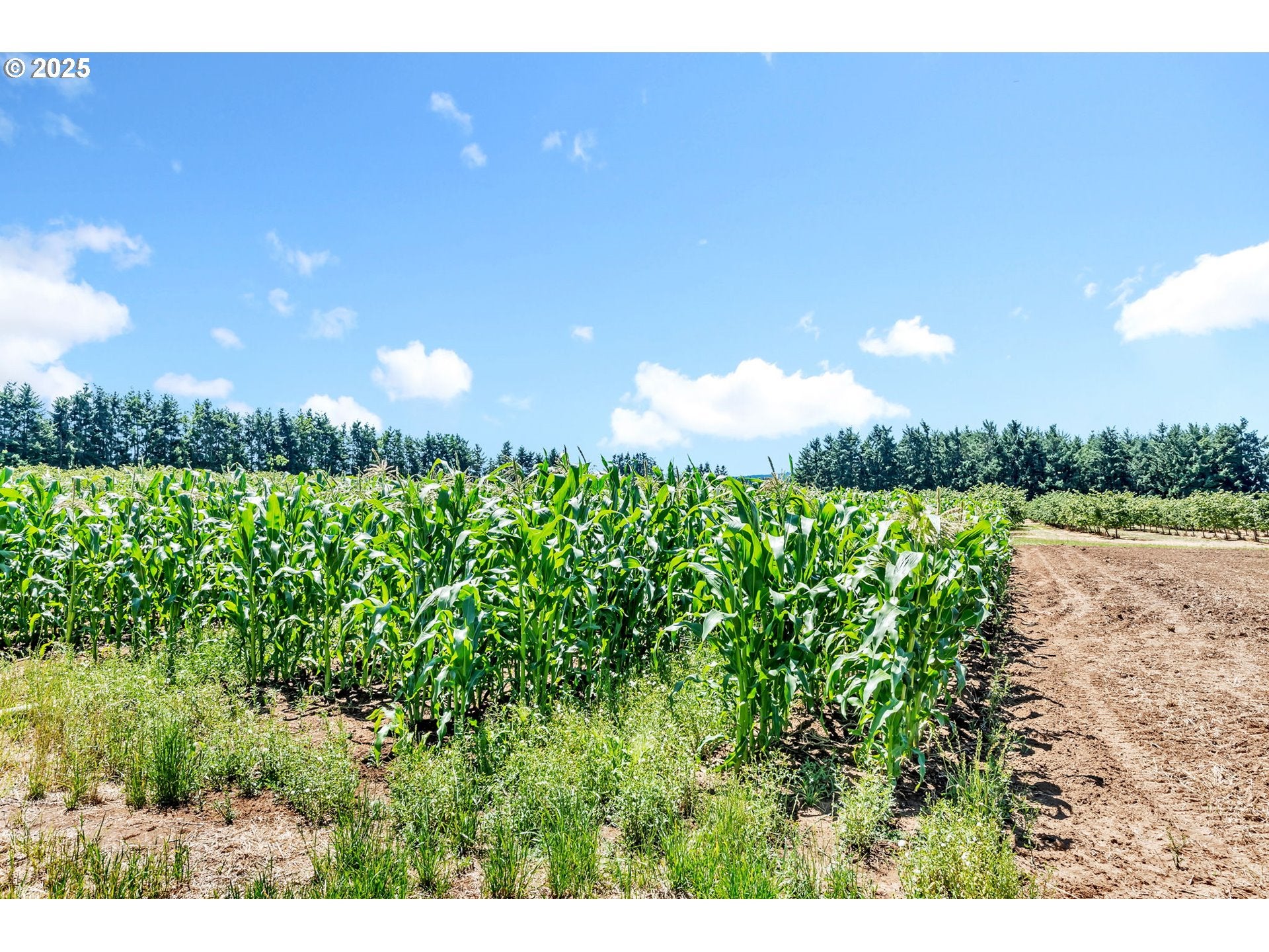 Creswell, Oregon, 97426, United States, 3 Bedrooms Bedrooms, ,3 BathroomsBathrooms,Residential,Active,1888984