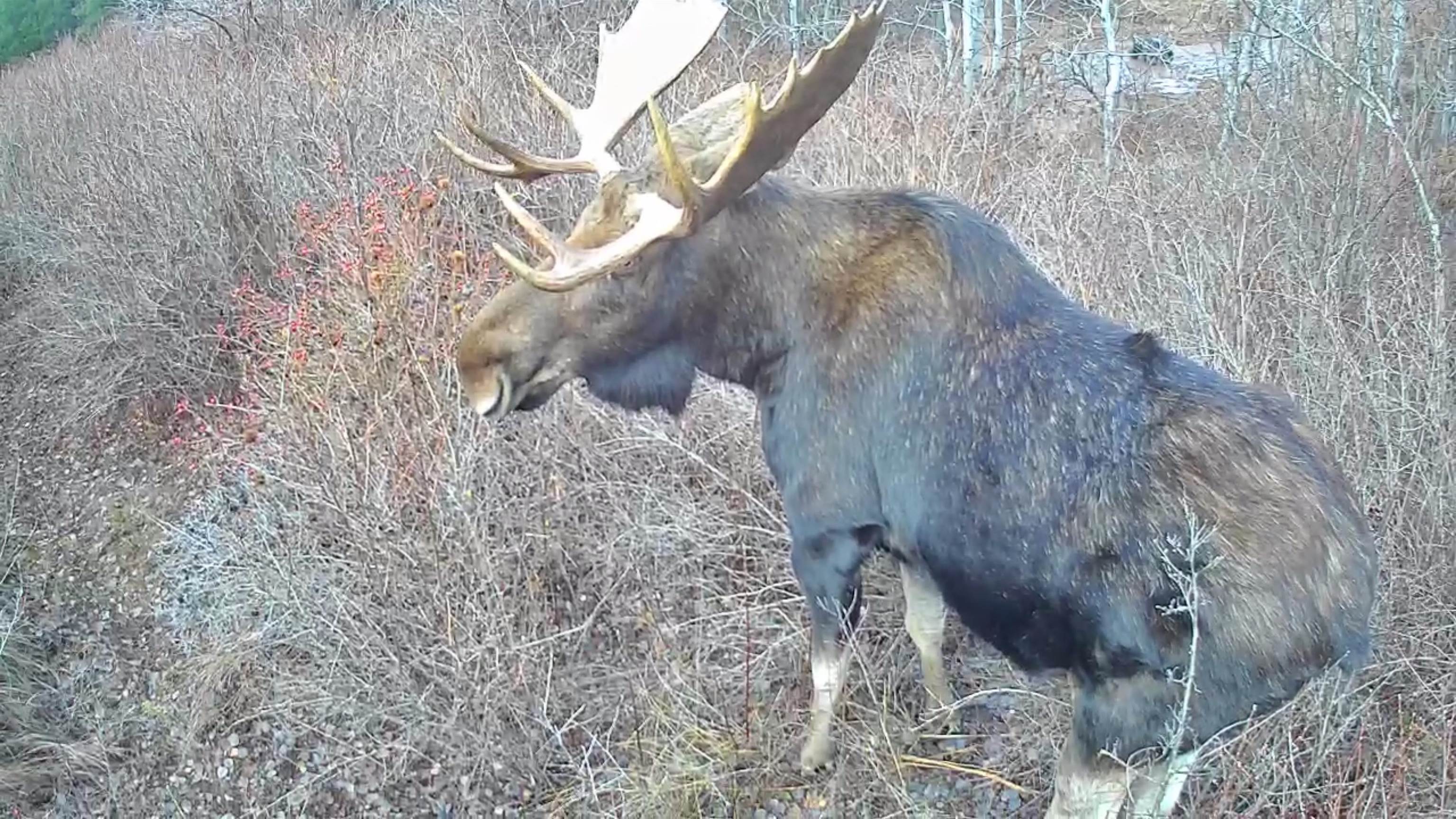 Greenacres, Washington, 99016, United States, 4 Bedrooms Bedrooms, ,3 BathroomsBathrooms,Residential,Active,1844273