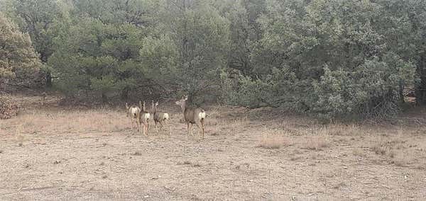 0 CR 322, LOS OJOS, NM 87551 - Image 1