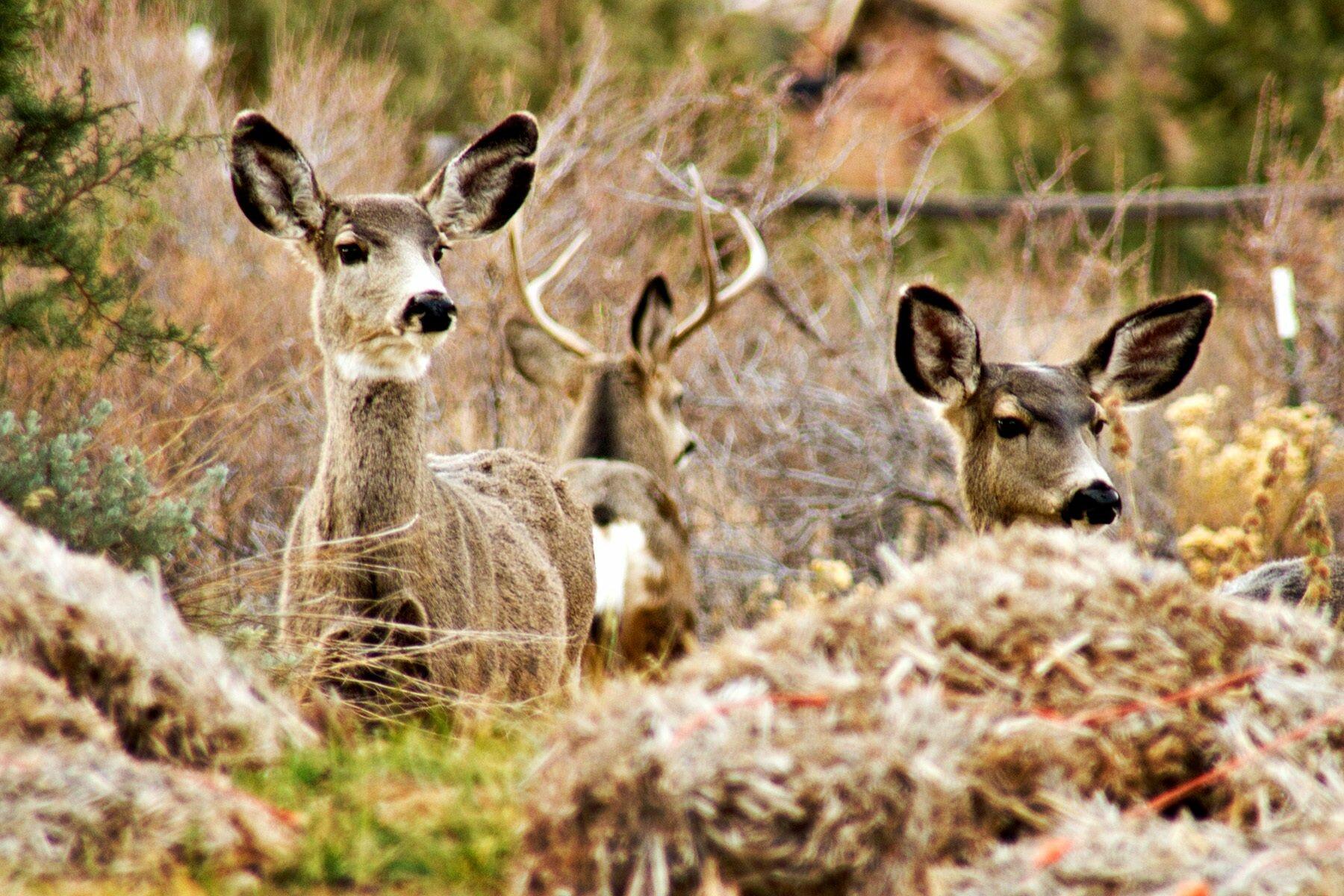 Bend, Oregon, 97702, United States, 3 Bedrooms Bedrooms, ,3 BathroomsBathrooms,Residential,Active,1952444
