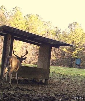 Eutaw, Alabama, 35462, United States, 5 Bedrooms Bedrooms, ,6 BathroomsBathrooms,Residential,Active,1994955