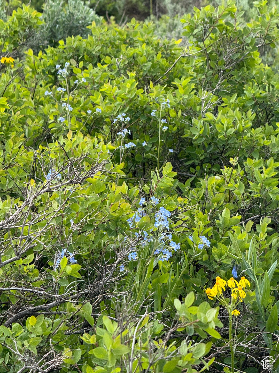 Eden, Utah, 84310, United States, ,4 BathroomsBathrooms,Residential,Active,1704588