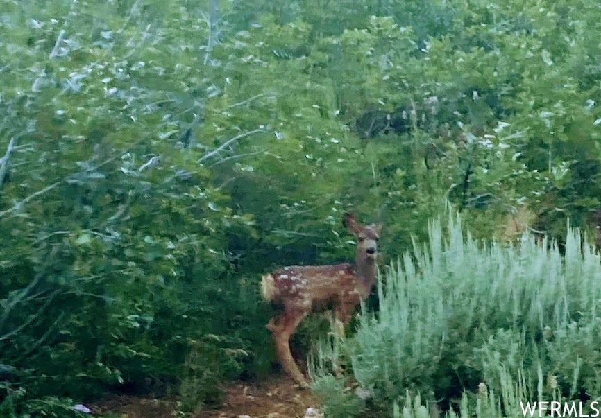 Eden, Utah, 84310, United States, ,3 BathroomsBathrooms,Residential,Active,1704776