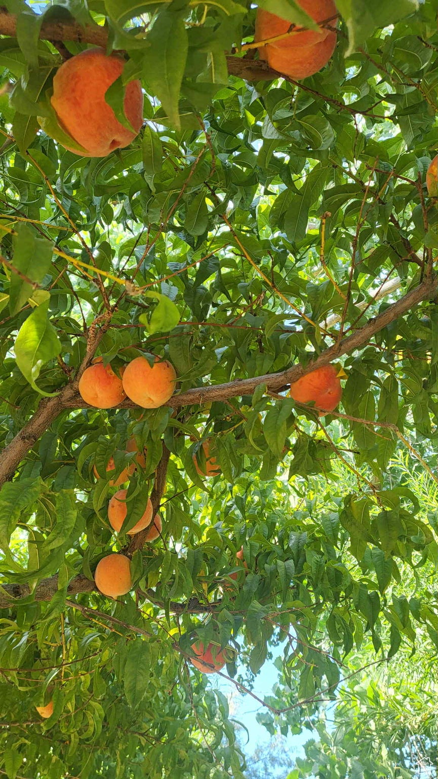 Huntington, Utah, 84528, United States, 4 Bedrooms Bedrooms, ,1 BathroomBathrooms,Residential,Active,1963255